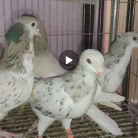 طوطی جوجه|پرنده|نیشابور, شهید بهشتی|دیوار