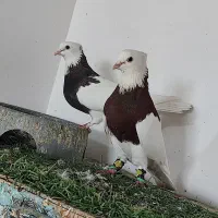 نروماده طوقی ضمانتی|پرنده|زابل, |دیوار