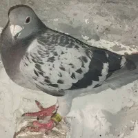 پلاکی
