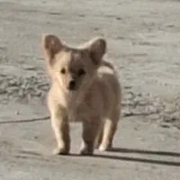 فروش توله سگ‌ اشپیتز