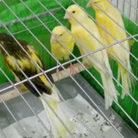 قناری سوپر بلند