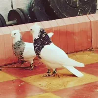 نرماده طوق هفت رنگ