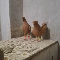 جف زرد|پرنده|قزوین, |دیوار