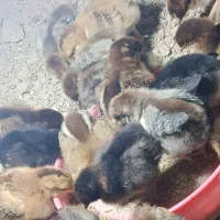 جوجه اردک و جوجه مرغ
