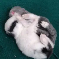 واگذاری بچه خرگوش (۳۰رنگ و نژاد مختلف)۳۵۰تومن