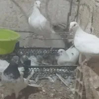 کبوتر  نر ماده افغان سفید