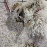 واگذاری شیتزو سوپر فلت