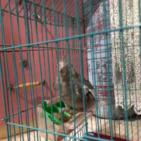 طوطی با قفس|پرنده|رشت, سعدی (تختی)|دیوار