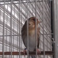سهره قناری شلاقی بخون