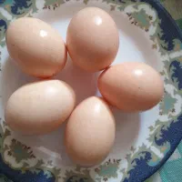 تخم مرغ و اردک نطفه دار|حیوانات مزرعه|ساری, |دیوار