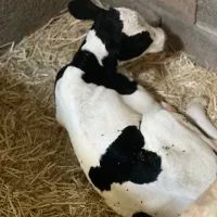 نیازمند کارگر گاو داری