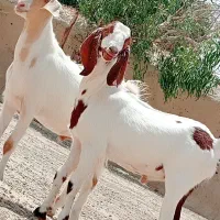 جفت کهره نر