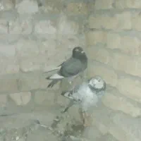 تعداد هشت عدد کبوتر