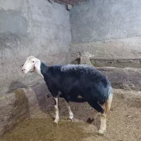 شیشک آبستن