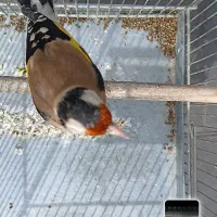 سهره بخون جوجه قفس