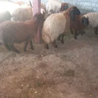 گوسفندقربانی نر توخلی
