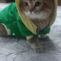 گربه اسکاتیش