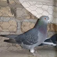 کبوتر پرشی