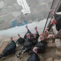 بوقلمون|حیوانات مزرعه|سیرجان, |دیوار