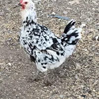 مرغ خروس گلین|حیوانات مزرعه|ماکو, |دیوار