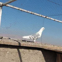 کفتر پلاکی|پرنده|شیراز, شهرک دارایی|دیوار