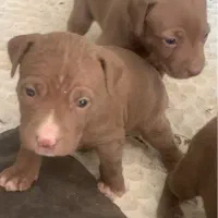 پیتبول اصیل نر سه عدد|سگ|رباط‌کریم, حصار مهتر|دیوار