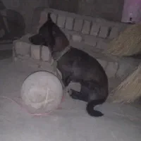 سگ نگهبان حیوانات کفترمعاوضه