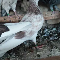 کبوتر گمشده
