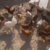 فروش  جوجه سه ماهه و چهار ماهه