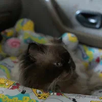 واگزاری گوربه پرشین اصیل با وسایل کامل|گربه|ایذه, |دیوار