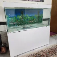 آکواریوم حرفه ای و اصولی