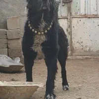 سگ نر قدرجونی