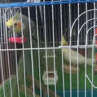 عروس هلندی نرو ماده با وسایل