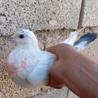 کبوتر|پرنده|طرهان, |دیوار