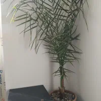 گل اپارتمانی|گل و گیاه طبیعی|میاندوآب, |دیوار