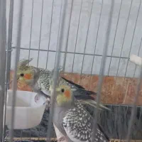 عروس هلندی