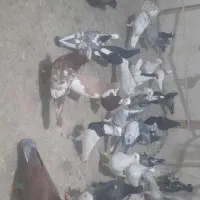 ۶۰تا پرشی|پرنده|تاکستان, |دیوار