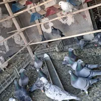 کبوتر پلاکی