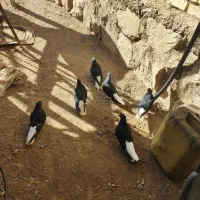 دم سفید|پرنده|سبزوار, رباط|دیوار