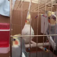 دو جفت عروس هلندی نرو ماد