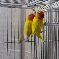 فروش سه جفت طوطی کوتوله مولد با سابقه جوجه دهی