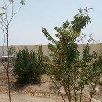 باغ چهار دیواری موقعیت عالی|فروش دفتر صنعتی، کشاورزی، تجاری|اصفهان, براآن شمالی|دیوار