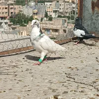 فروش