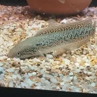 چانا اسیاتیکا