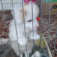 سگ اشپیتس با وسایل ،قیمت مناسب