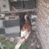 ۲ عدد بوقلمون ۶ ماهه