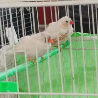 فنچ|پرنده|چناران, |دیوار