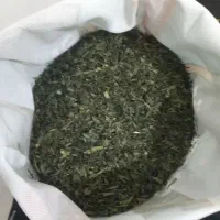 ملر تره کوهی