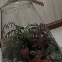 گل تراریوم کلوز