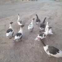 غازجوان